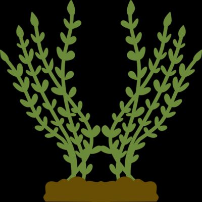 Plants 4 Thumbnail